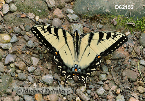 Eastern Tiger Swallowtail (Papilio glaucus)